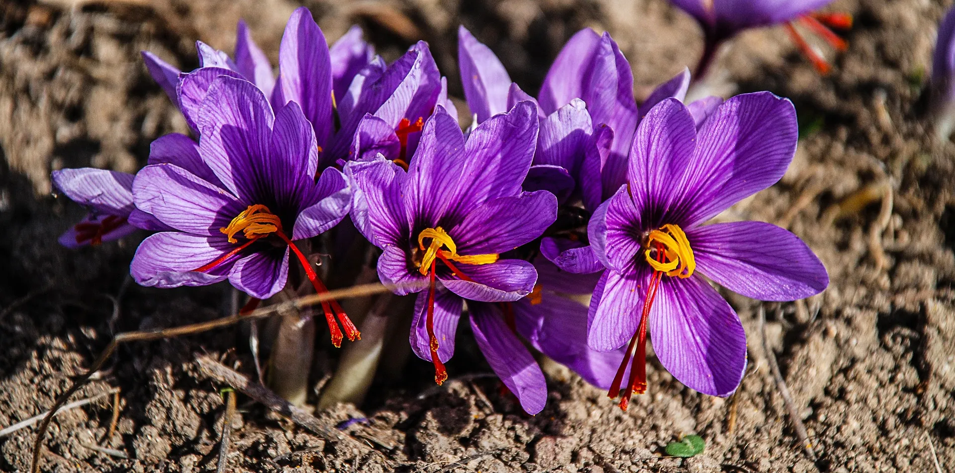 Fleurs de crocus sativus sortant de terre, stigmates rouges bien visibles